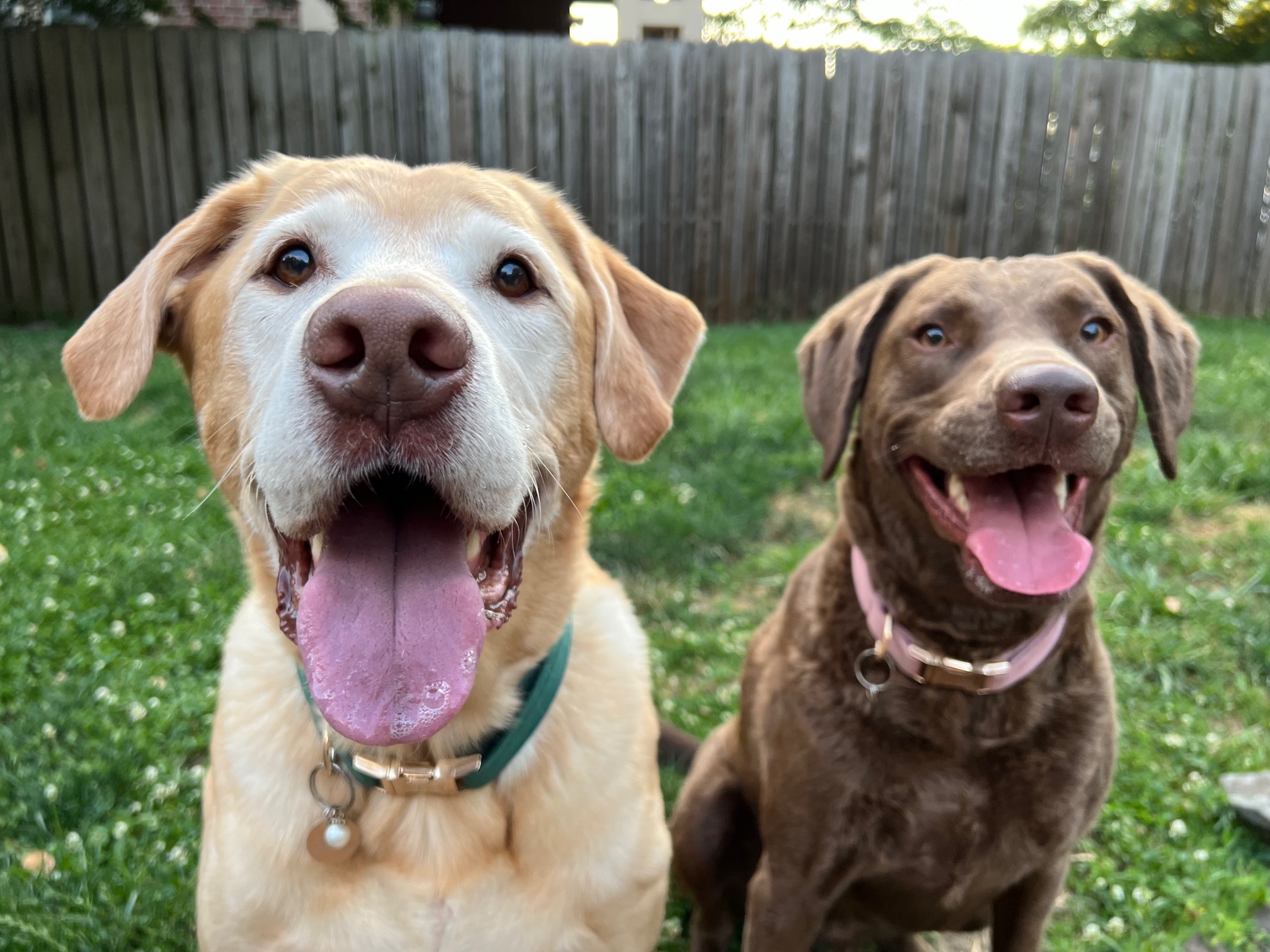 A Blog Post About Dogs