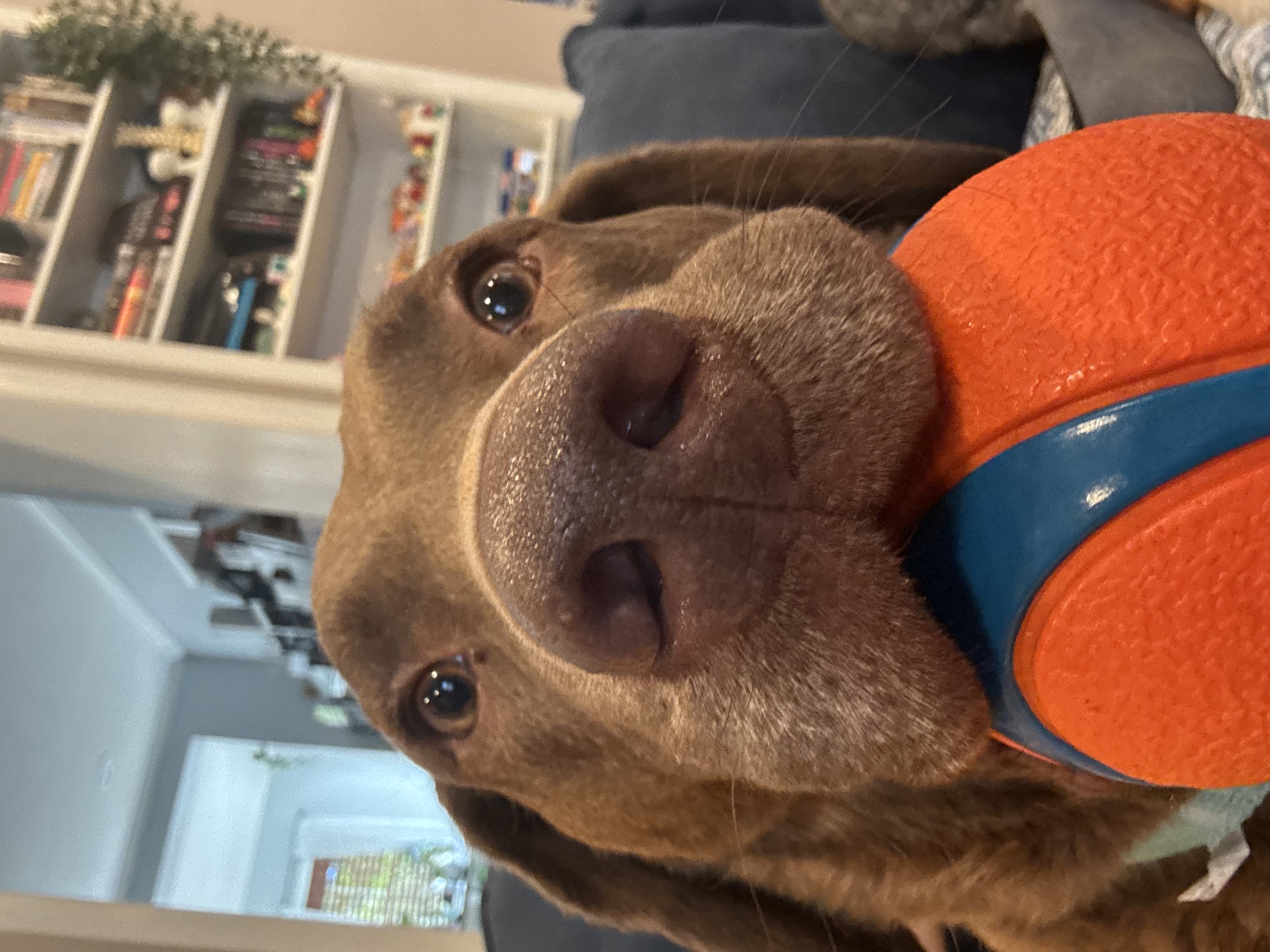 Mika the Chesapeake Bay Retriever